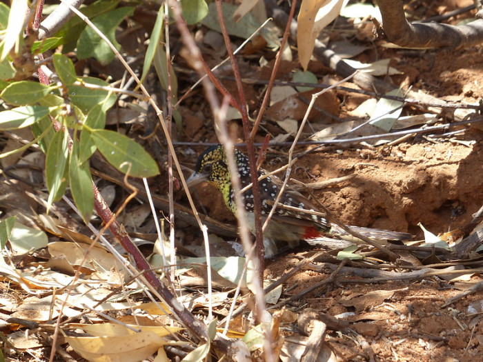 They feed on a wide variety of fruits and vegetables.