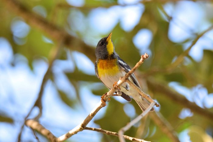 Northern parula