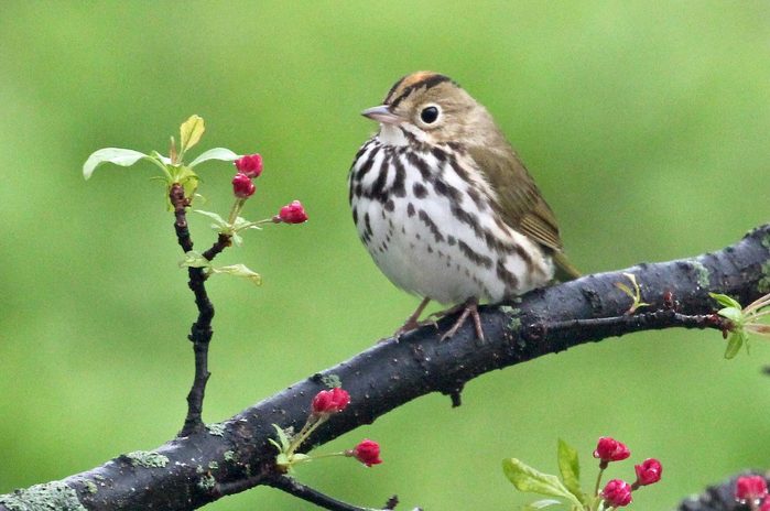 ovenbird