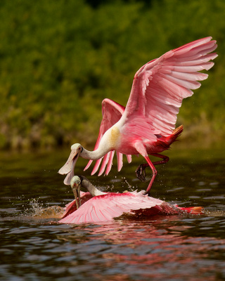 Mary Lundeberg | Will the Future be Rosy for Spoonbills?