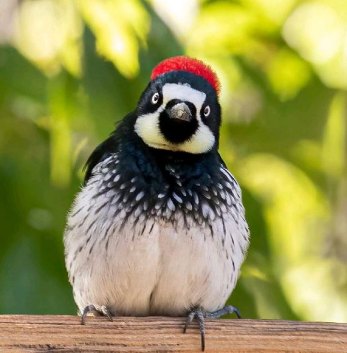 Adult offspring regularly stay in their parents’ nests and help raise the generation after them. 