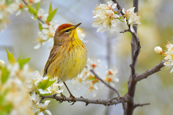 palm warbler