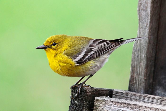 pine warbler