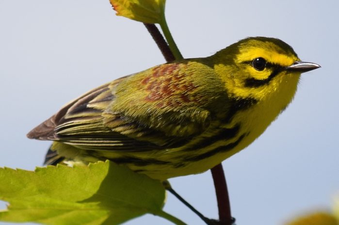 prairie warbler