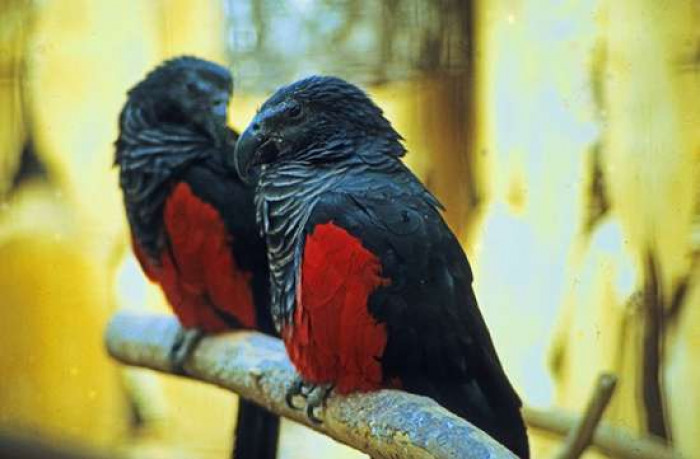 4. It's usually seen in pairs or groups of up to 20 birds.