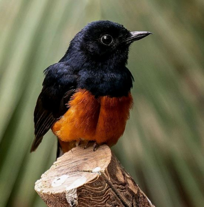 White Rumped Shama Chicks