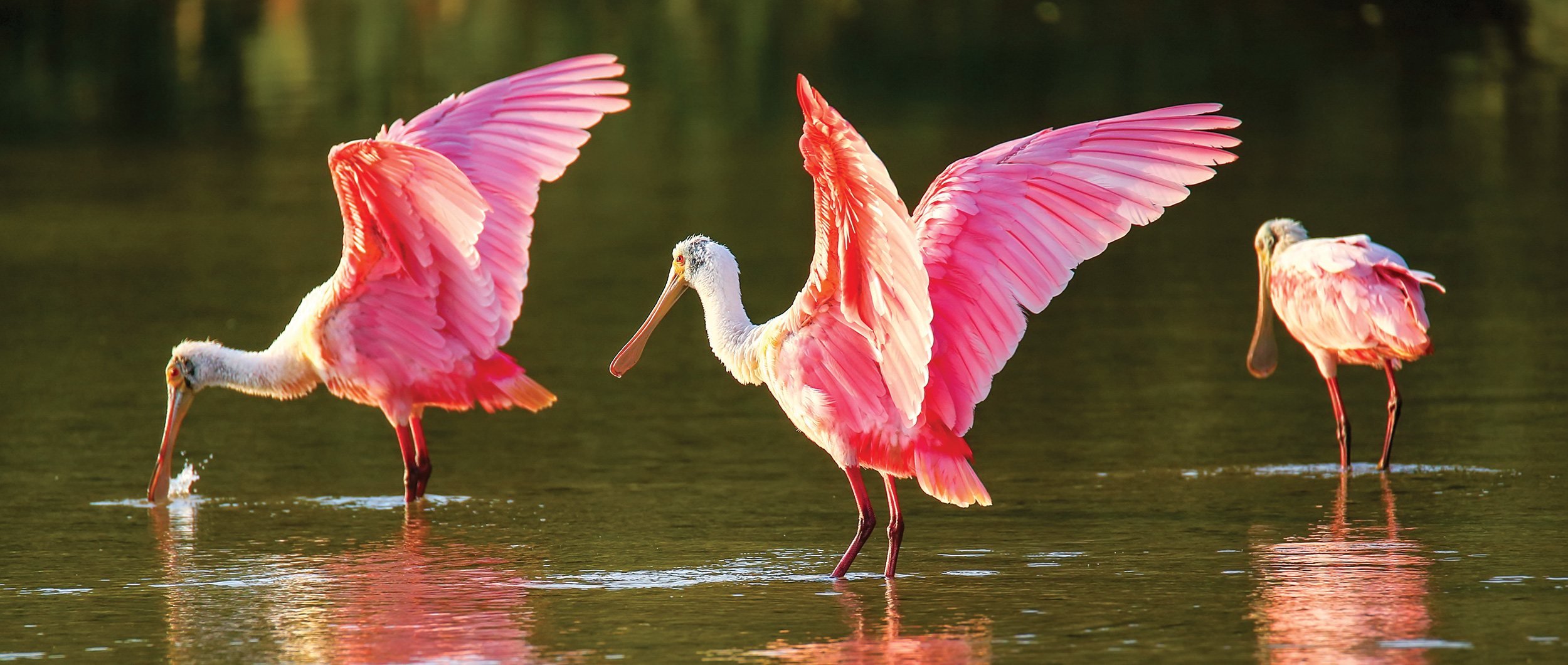 Roseate Spoonbill • Jekyll Island, Georgia • Vacation, Conservation, and Education Destination