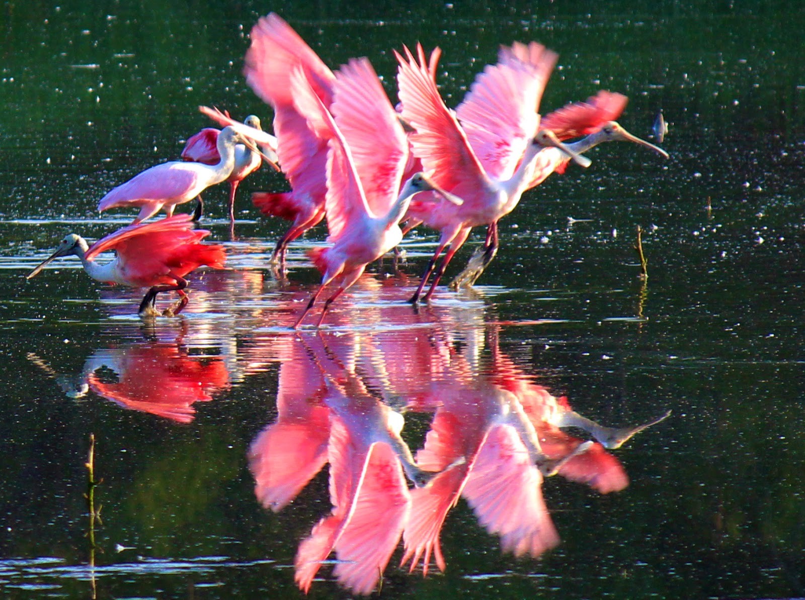 Roseate Spoonbills Put The Trinity In Pink