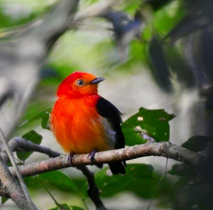 They enjoy the rainforest and tropical to subtropical habitats