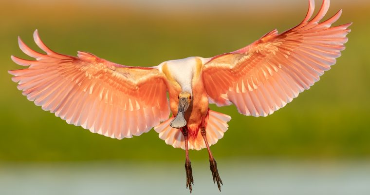 Roseate Spoonbills Archives - Mark Smith Photography
