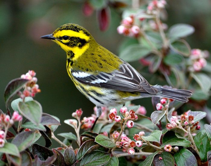 Townsend's warbler