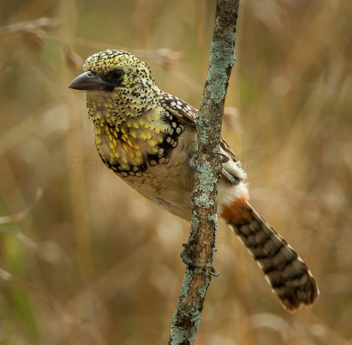 Meet the Usambiro Barbet.