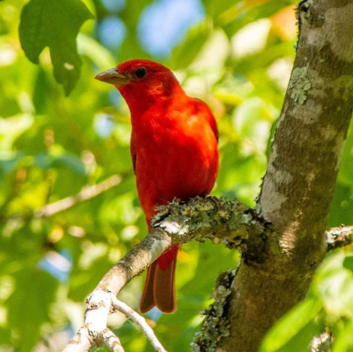 Meet the Summer Tanager