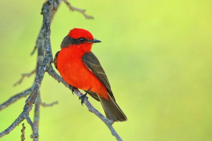 vermilion flycatcher