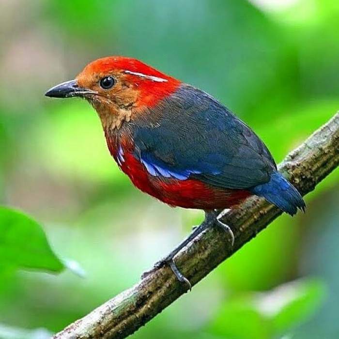 Pittas lay up to six eggs in large round-shaped nests