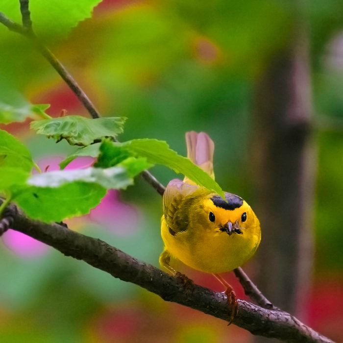 Wilson's warbler