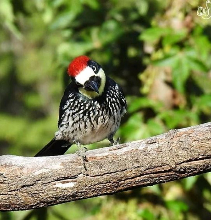 The acorn woodpeckers got the name for a reason