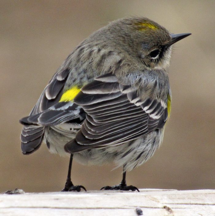 yellow rumped warbler