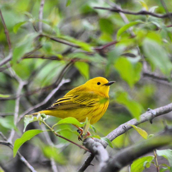 yellow warbler