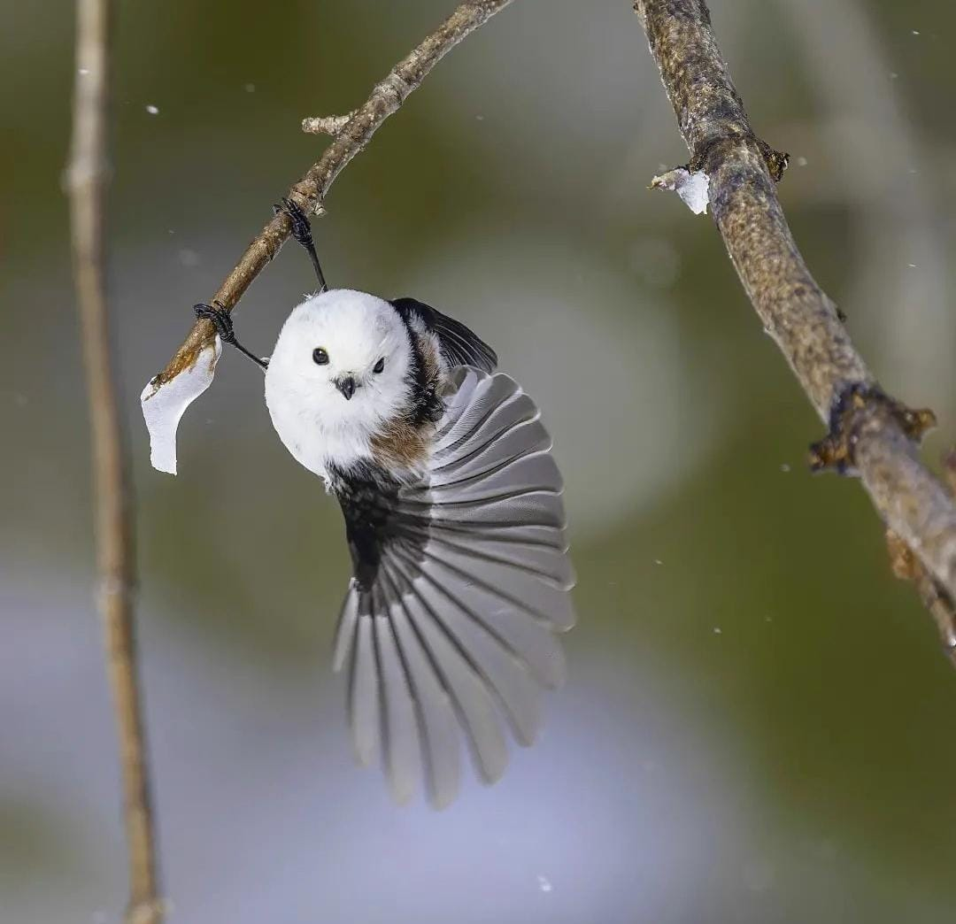Long-Tailed Tit Interesting Facts - Love Wild Animals
