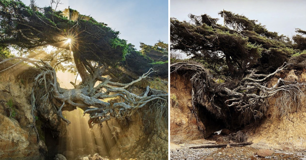 Experience the Tree of Life on Kalaloch Beach’s breathtaking Ƅeauty ...