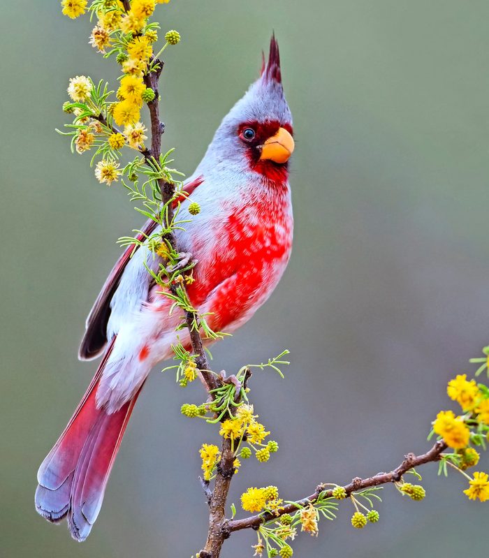 A male pyrrhuloxia perching in a flowering bush.