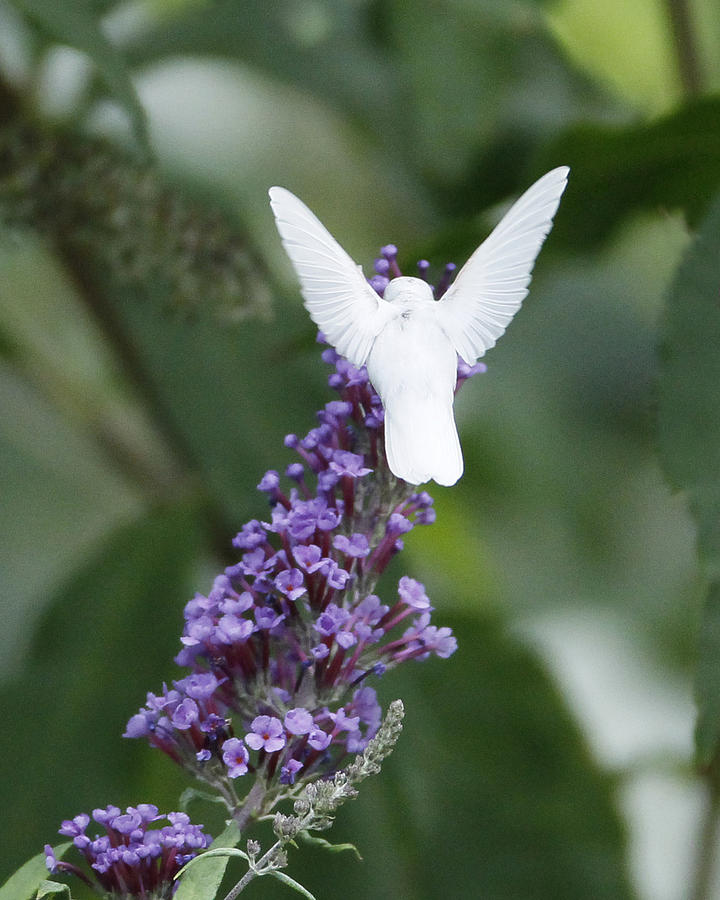 Albino Ruby-Throated Hummingbird Photograph by Kevin Shank Family - Pixels