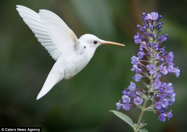 Flying high: The rare albino Hummingbird was caught on film by 15-year-old Marlin in Virginia in the U.S.