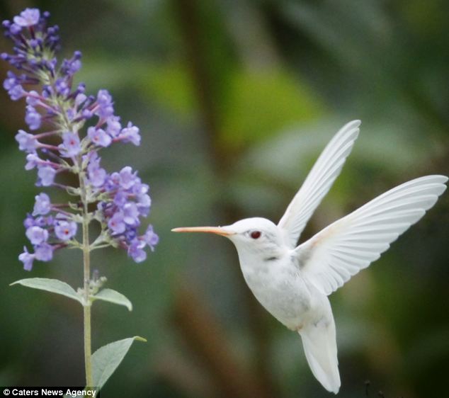 Winging it: The gorgeous albino birds are particularly vulnerable because of their lack of camouflage and weakened pale feathers