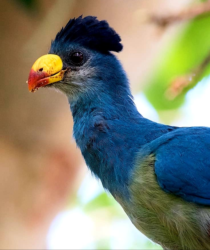 8 Surprising Facts About the Magnificent Great Blue Turaco: Discovering the Secrets of Its Stunning Appearance and Unique Behaviors