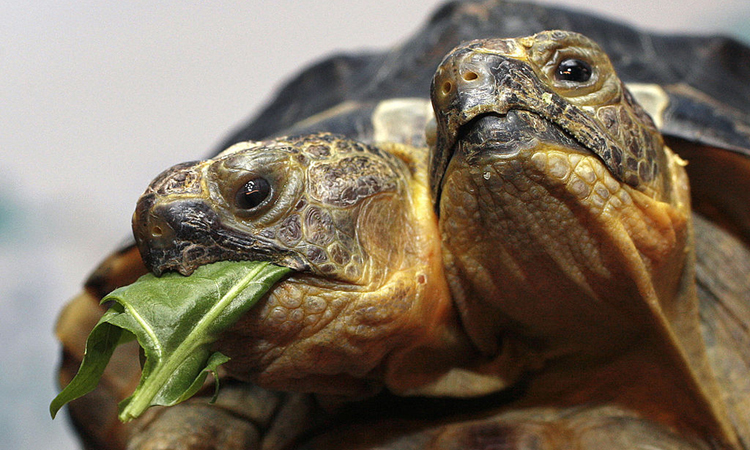 Mutant two-headed turtle found on South Carolina beach – thepressagge.com
