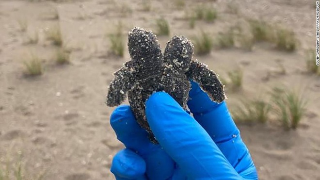 Mutant two-headed turtle found on South Carolina beach – thepressagge.com