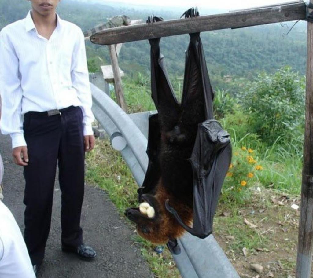 In The Realm Of Giants The Worlds Largest Bat Giant Golden Crowned