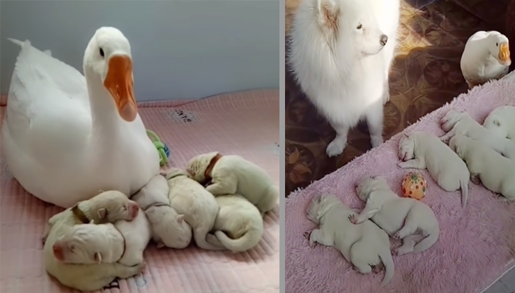 Sweet Goose Becomes The Nanny Of Her Bestie's Puppies - Nature And Animals - Sonyaz