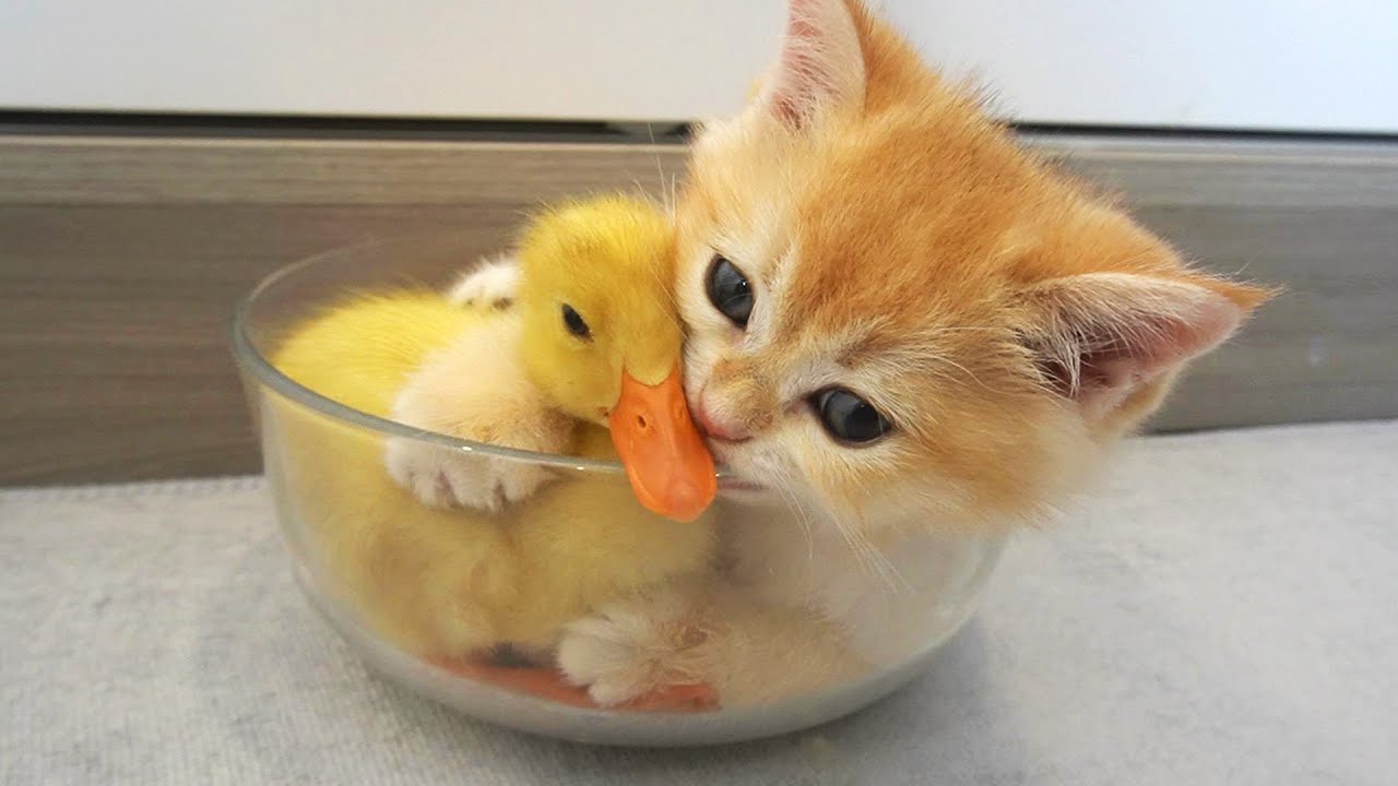 Kitten hugged little duck tightly, because he afraid that she'll leave - YouTube