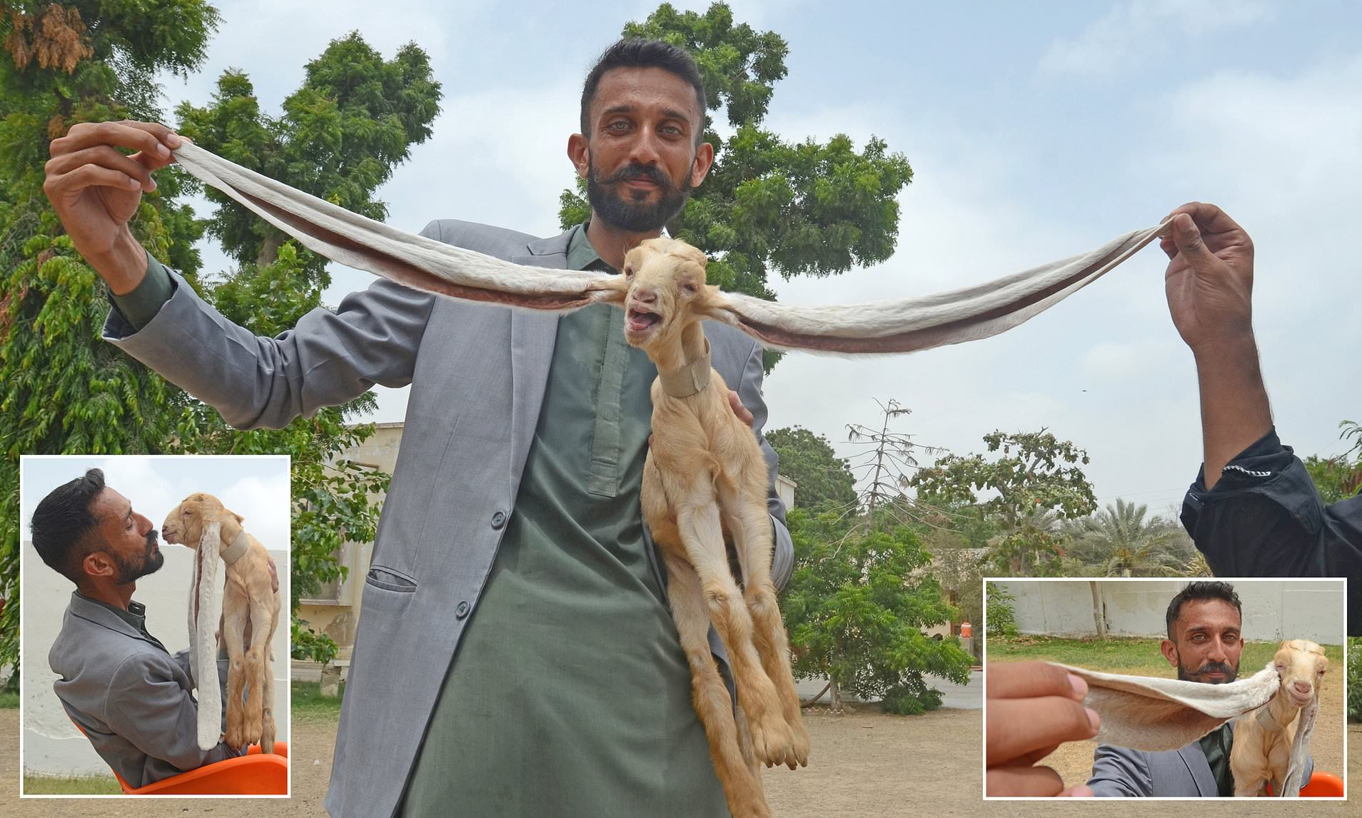 Simba the baby goat is born with 19in-long ears and could get into Guinness Book of World Records | Daily Mail Online