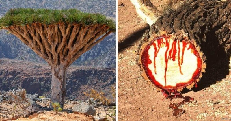 Dragon Blood Tree 'Bleeds' When You Cut It