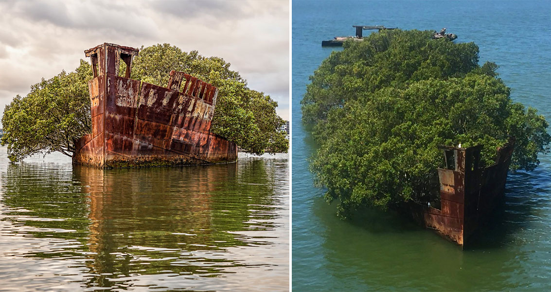 108-Year-Old SS Ayrfield Ship Has Turned Into A Floating Forest After Being  Left Abandoned