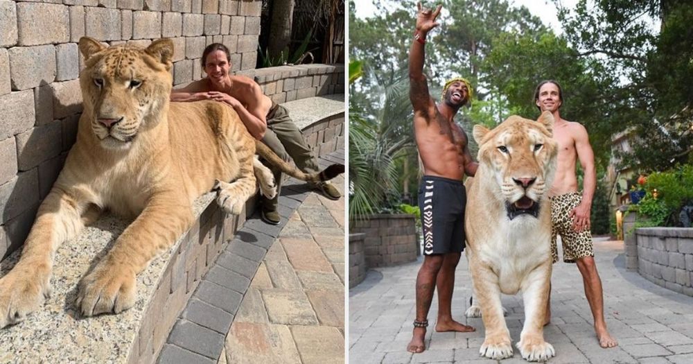 A Hybrid Lion-Tiger is The Largest Cat In The World, Breaking The Guinness Record!