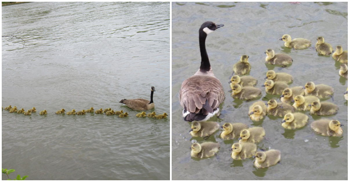 Photographer spots busy mother goose caring for 76 goslings