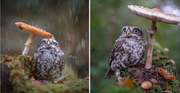 Photographer Captured The Image Of A Tiny Owl Hiding From Rain Under A Mushroom | Owl, Stuffed mushrooms, Animal memes