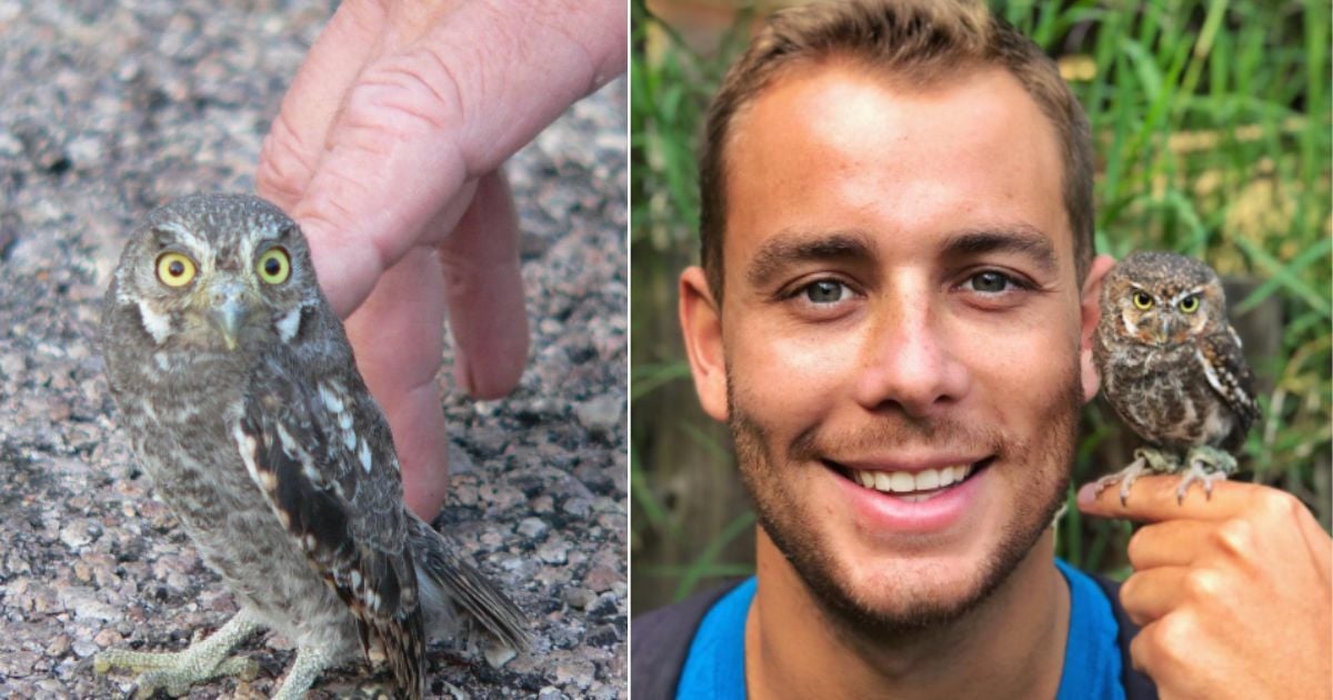 Meet the adorable Elf Owl, the tiniest owl in the world