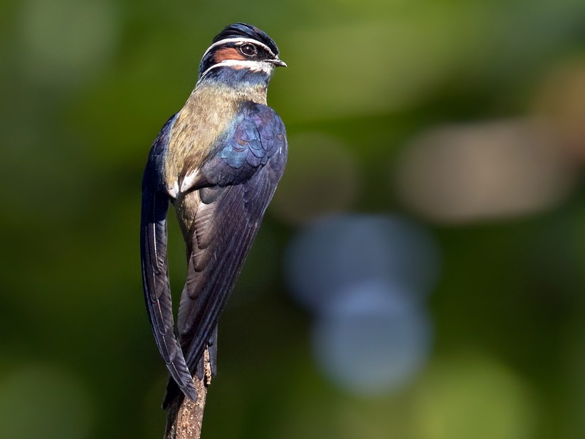 Whiskered Treeswift - Lars Petersson | My World of Bird Photography