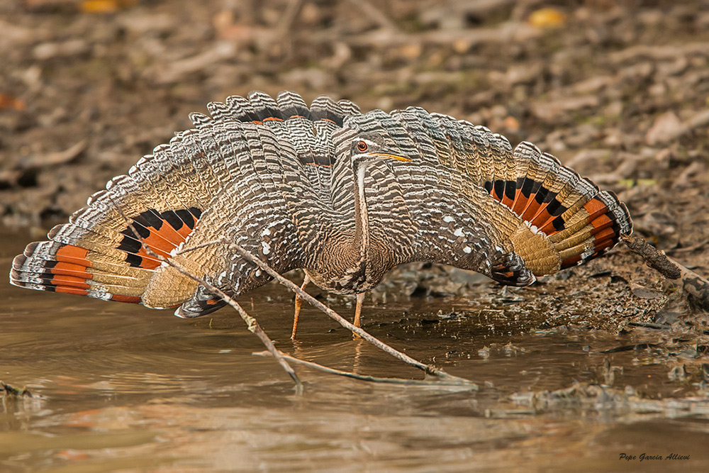 Sunbittern (Eurypyga helias) - EcoRegistros