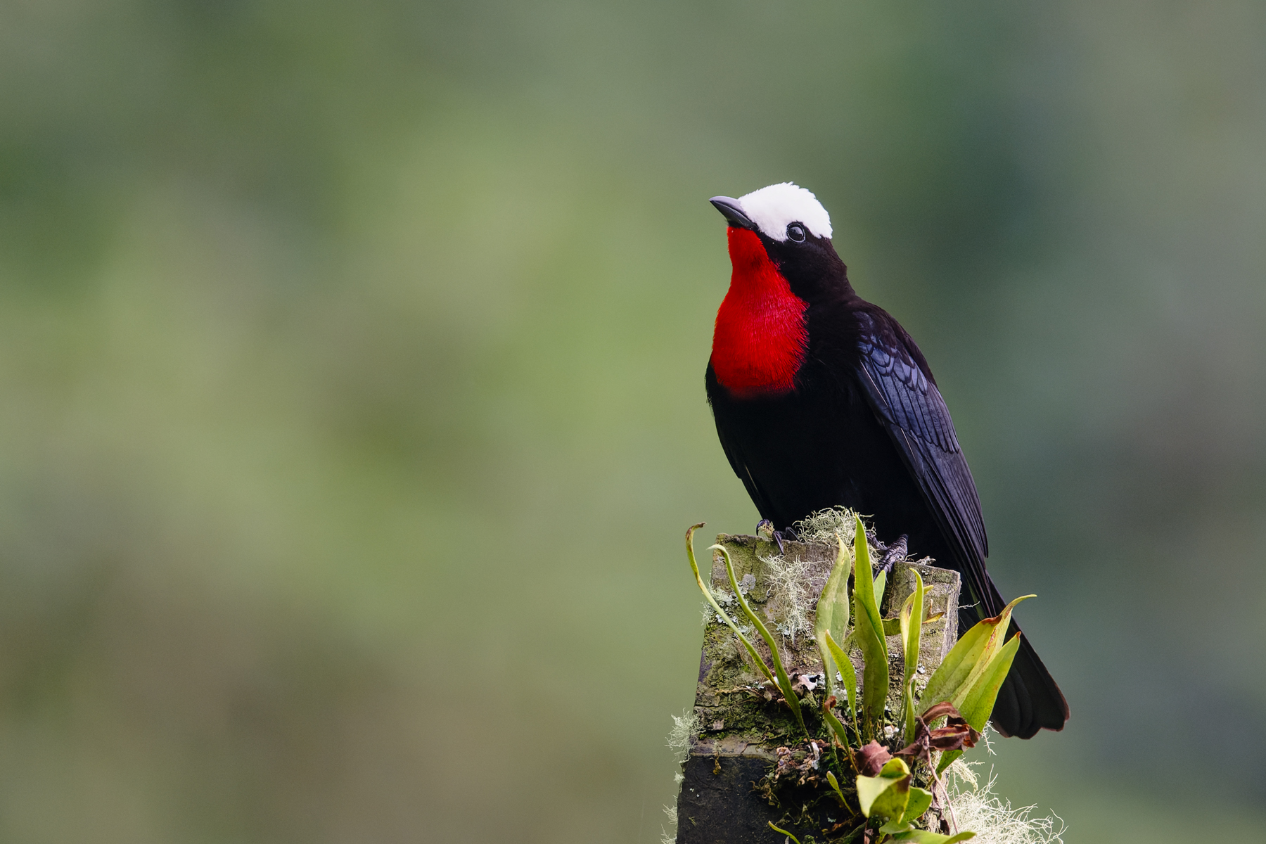 Southern Colombia Birding Trip - The Andean Birder